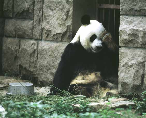 panda.JPG